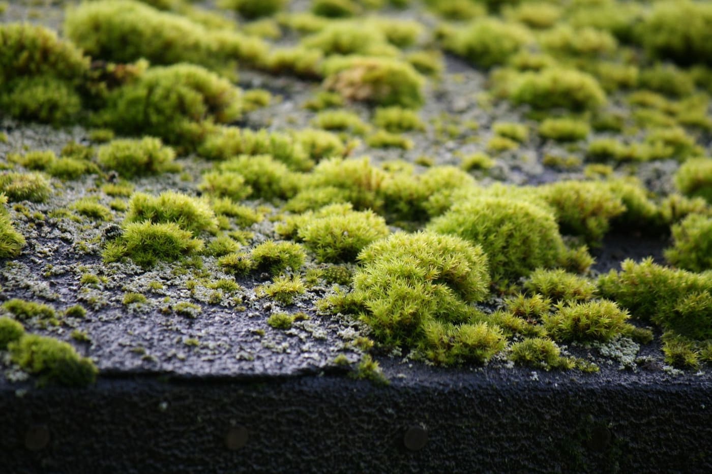 Moss removal